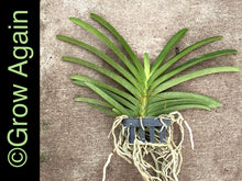 Load image into Gallery viewer, Vasco. Bangsai Star Blue