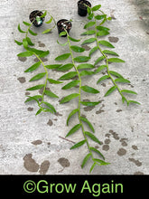 Load image into Gallery viewer, Den. Adastra 'Red Rose'