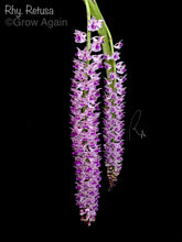 Load image into Gallery viewer, Rhy. Retusa