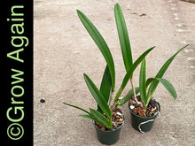 Load image into Gallery viewer, Bl. Yu Toung Star 'Big Tongue'