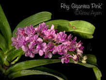 Load image into Gallery viewer, Rhy. Gigantea 'Pink'