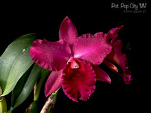 Load image into Gallery viewer, Pot. Pop City 'NN'