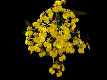 Load image into Gallery viewer, Dancing Lady