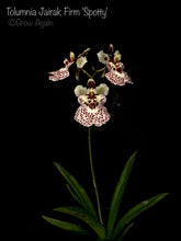 Load image into Gallery viewer, Tolumnia Jairak Firm 'Spotty'