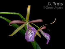 Load image into Gallery viewer, Bl. Bessho