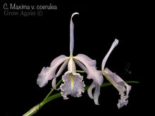 Load image into Gallery viewer, Cattleya Maxima var. coerulea (Stevie Ray Vaugham x sib Robert Johnson)