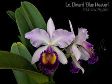 Load image into Gallery viewer, Lc. Dinard 'Blue Heaven'