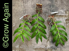 Load image into Gallery viewer, Den. Hsinying Sweet Scent var. semi alba