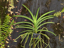 Load image into Gallery viewer, V. Pakchong Blue