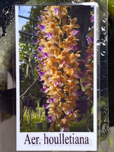 Load image into Gallery viewer, Aerides Houlletiana