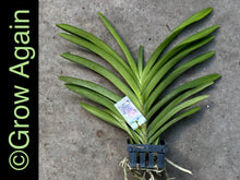 Load image into Gallery viewer, V. Redland Chocolate