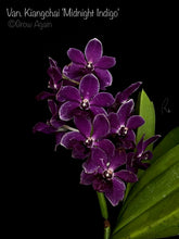 Load image into Gallery viewer, Vandachostylis Kiangchai 'Midnight Indigo'