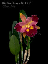 Load image into Gallery viewer, Rlc. Chief Queen 'Lightning'
