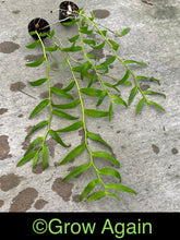 Load image into Gallery viewer, Den. Adastra 'Red Rose'