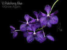 Load image into Gallery viewer, V. Pakchong Blue