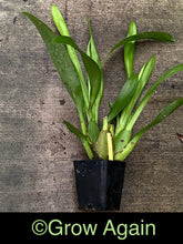 Load image into Gallery viewer, Bllra. Tropic Lily 'Hilo Space Ship'