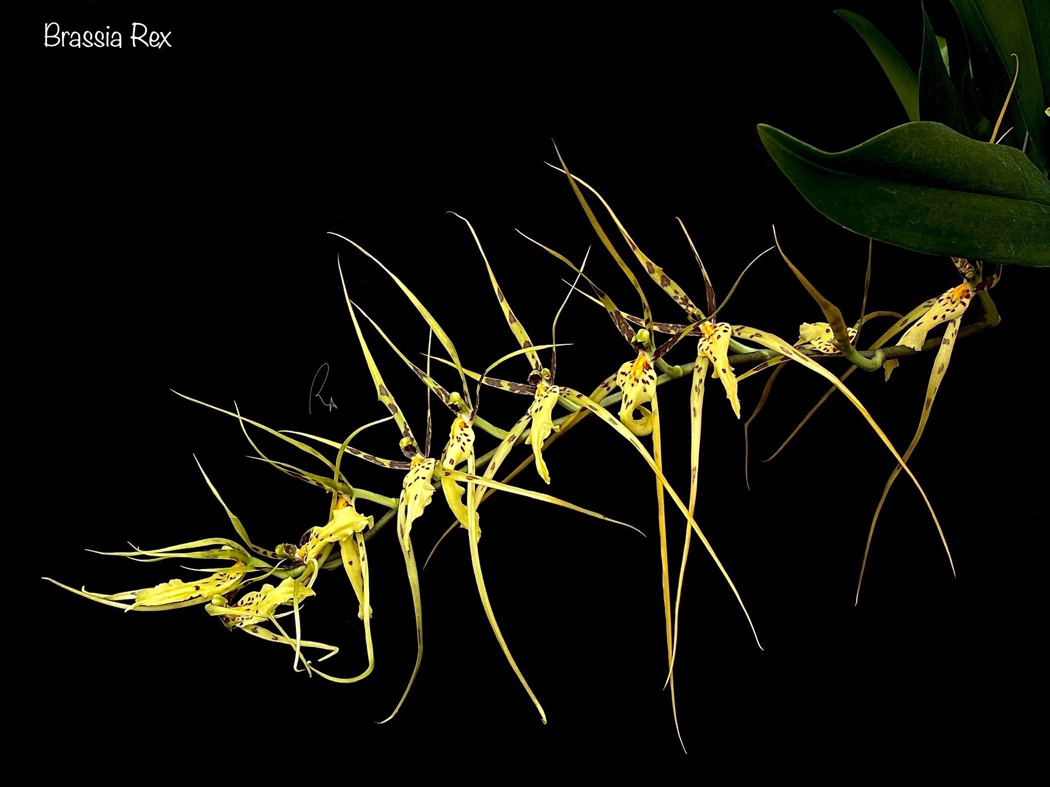 Oncidium