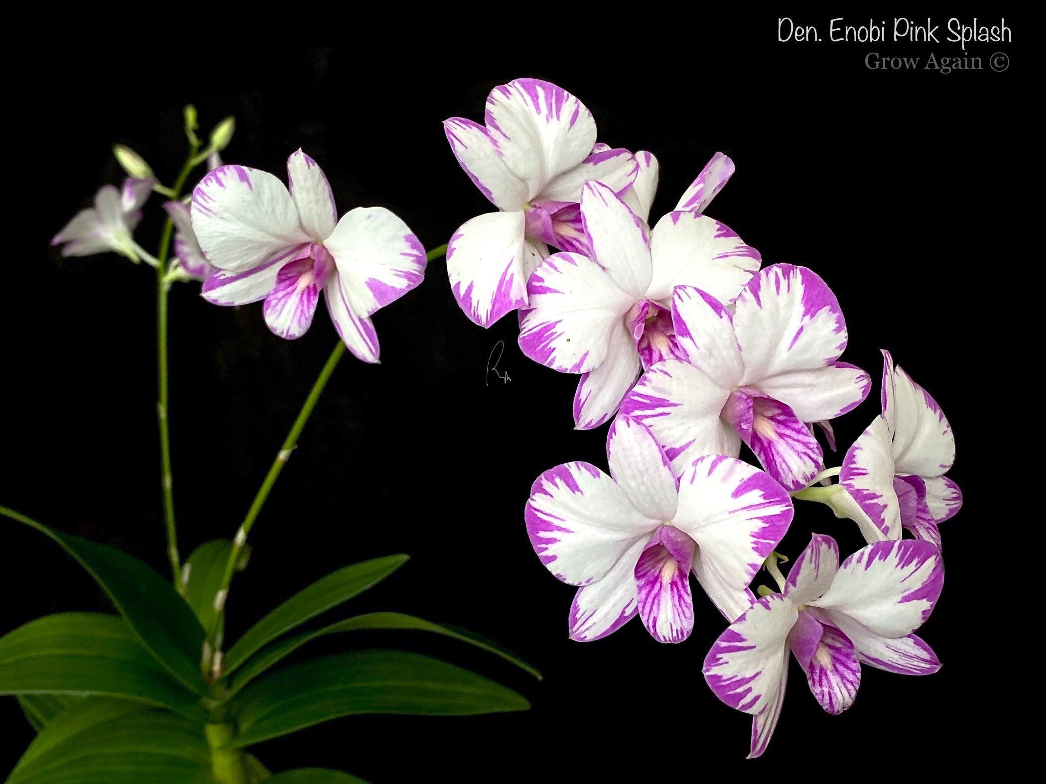 Dendrobiums