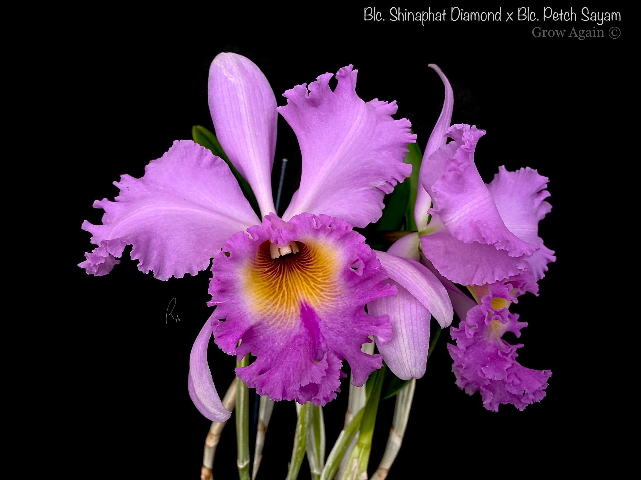 Cattleya Hybrid