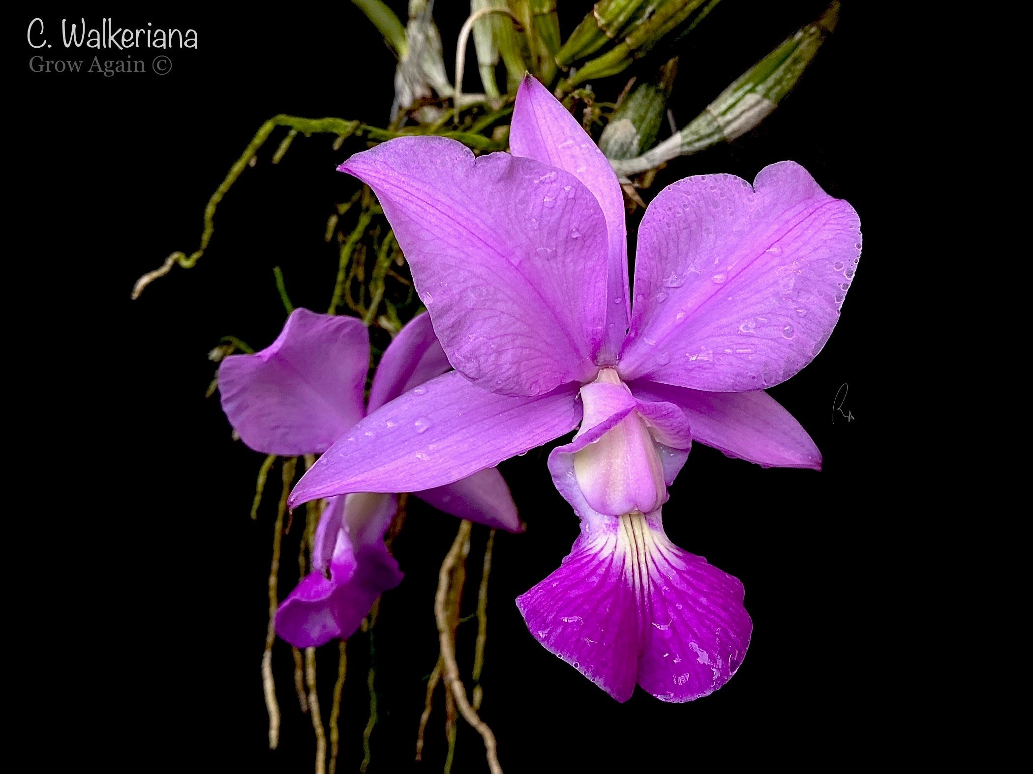 Cattleya Species