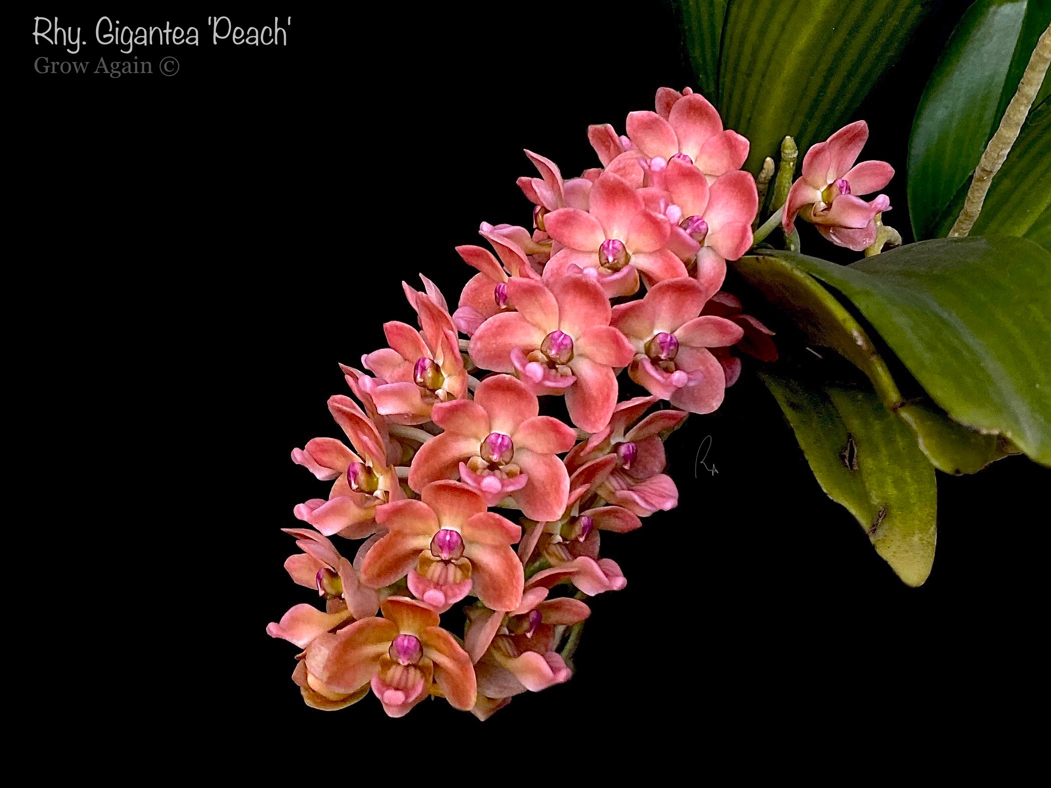 Rhynchostylis