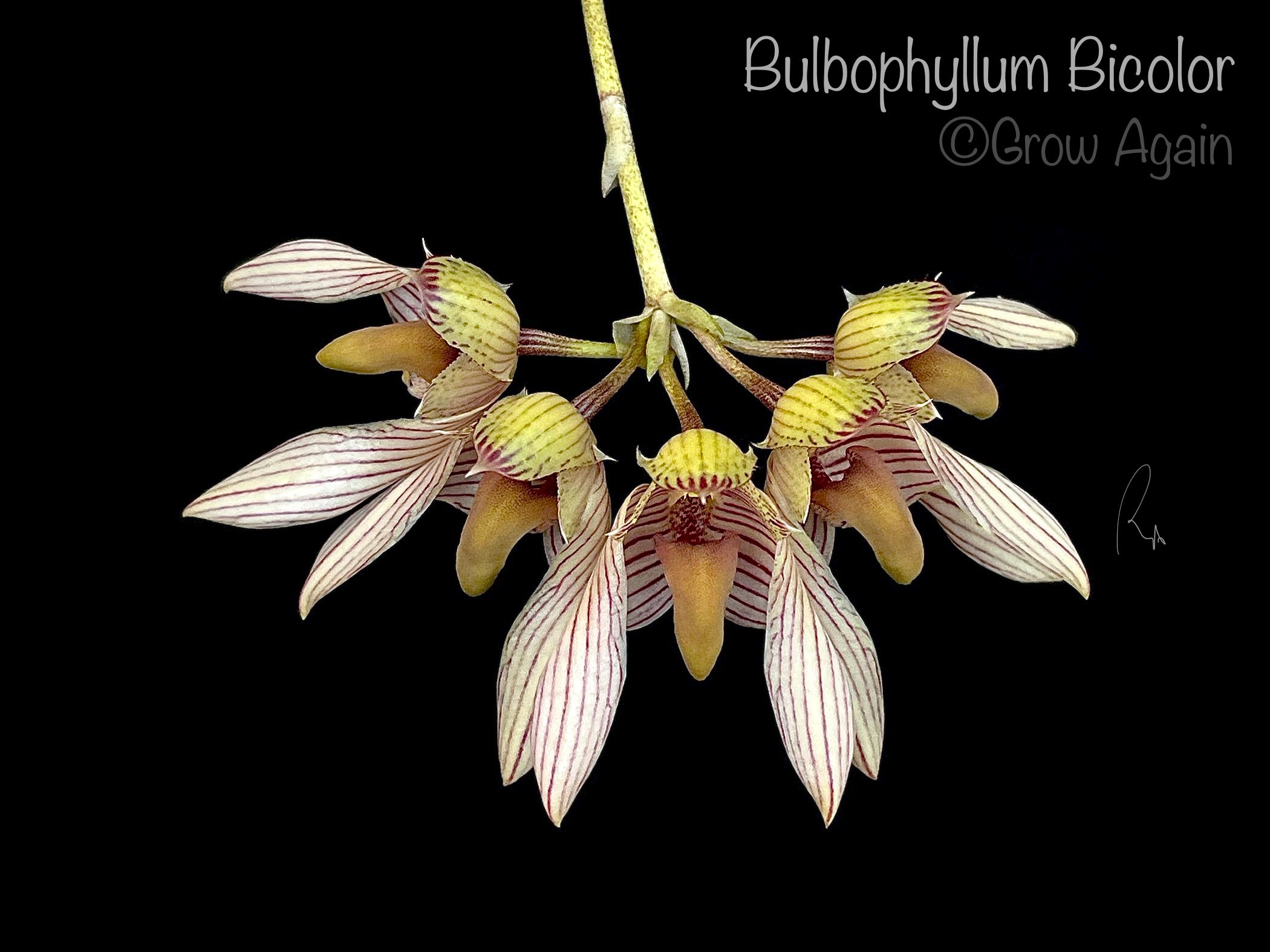 Bulbophyllum