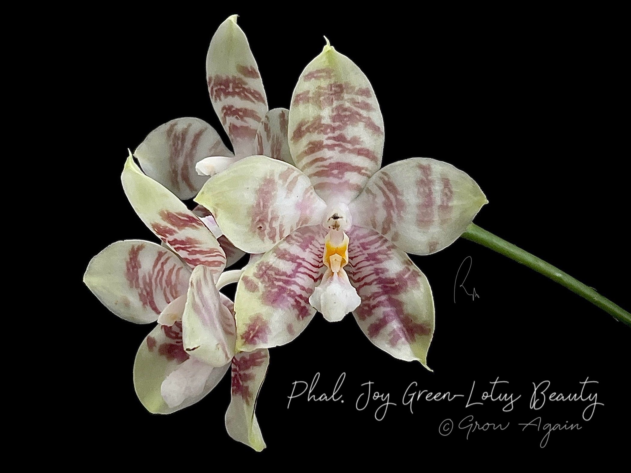 Phalaenopsis