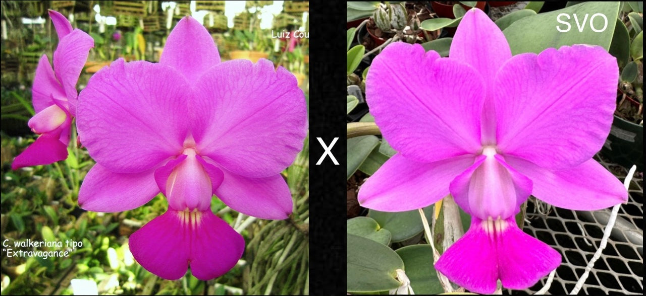 C. Walkeriana 'Extravagance' × 'Couto' (AM/AOS)