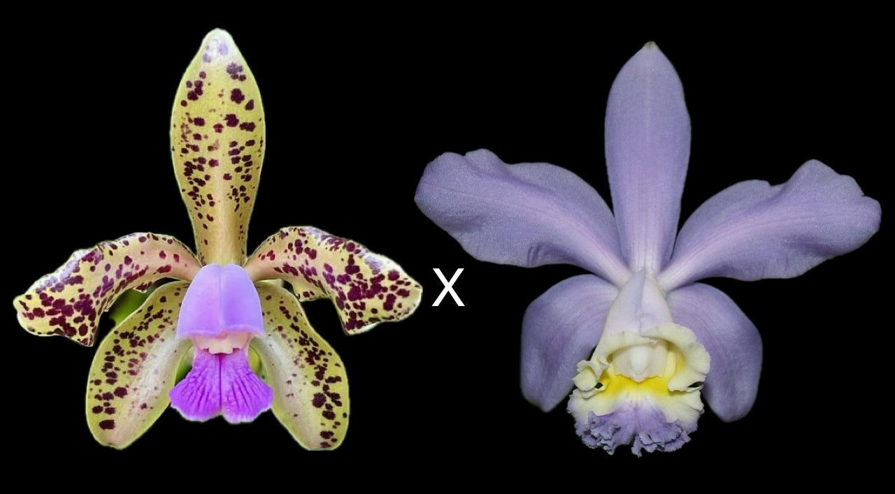 C. Bird Flap v. coerulea x C. Loddigesii v. coerulea 'Omilu'