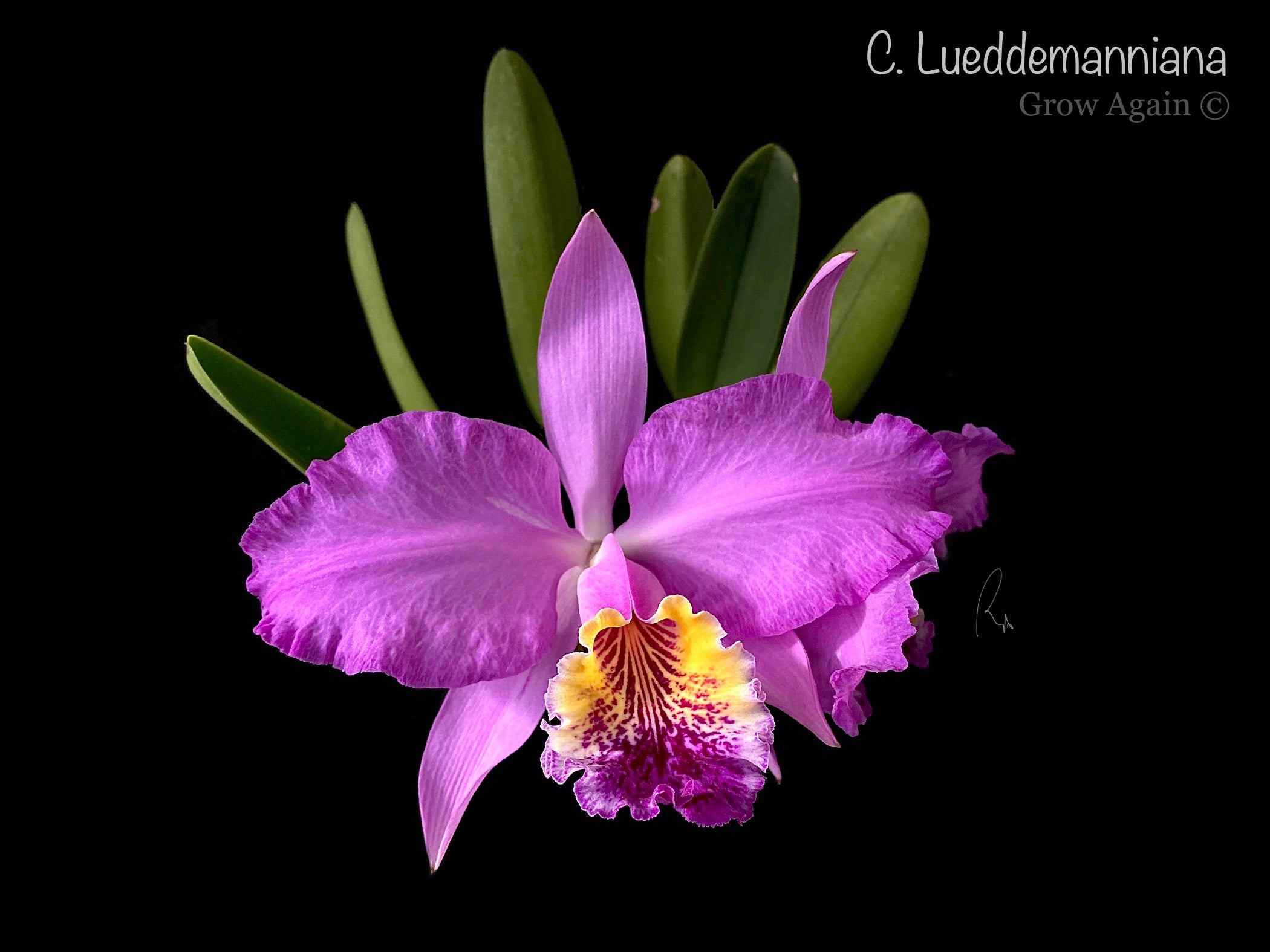 C. Lueddemanniana 'Morada x Infierno Venezolano'