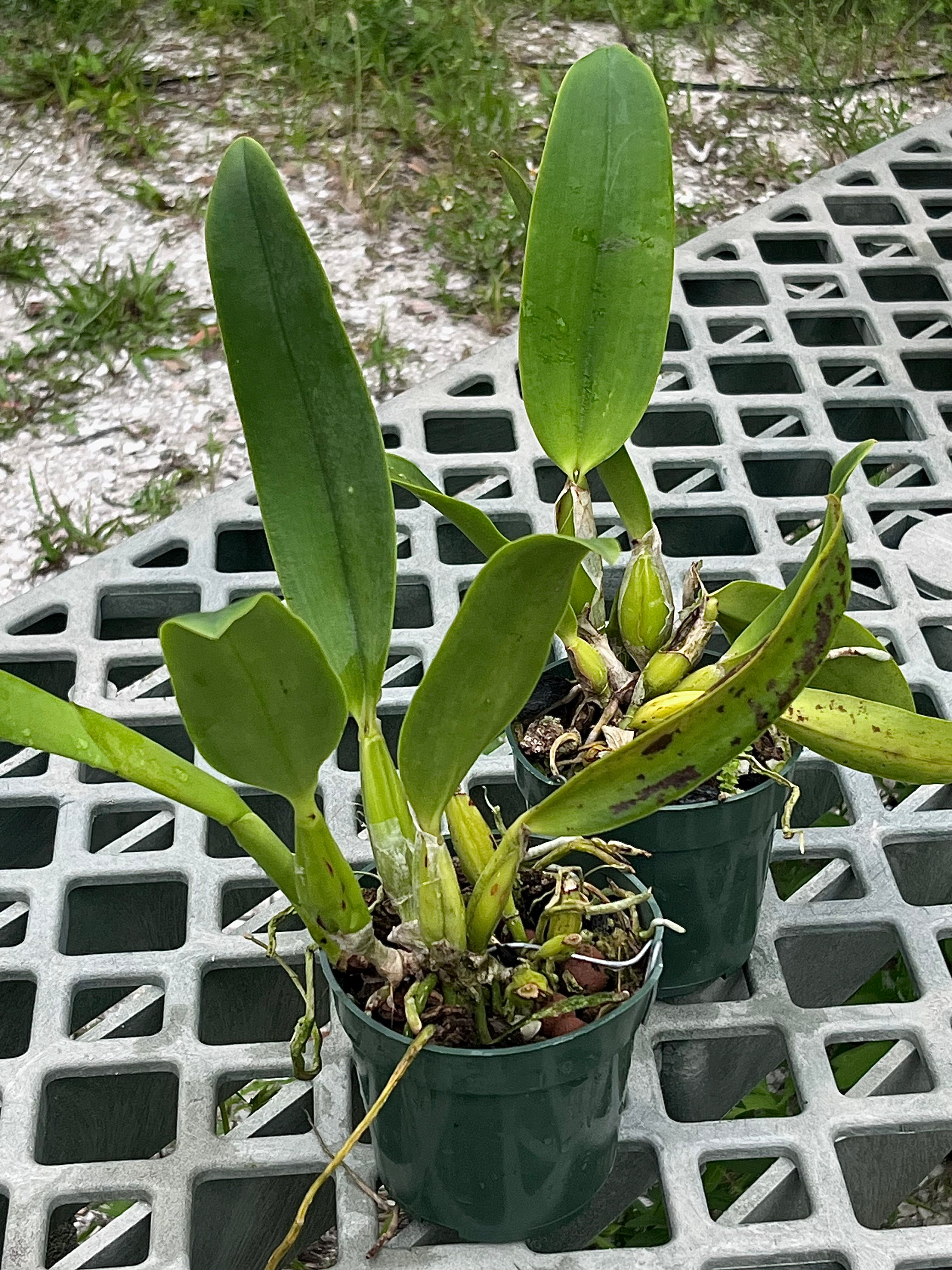 Cattleya Mishima Elf