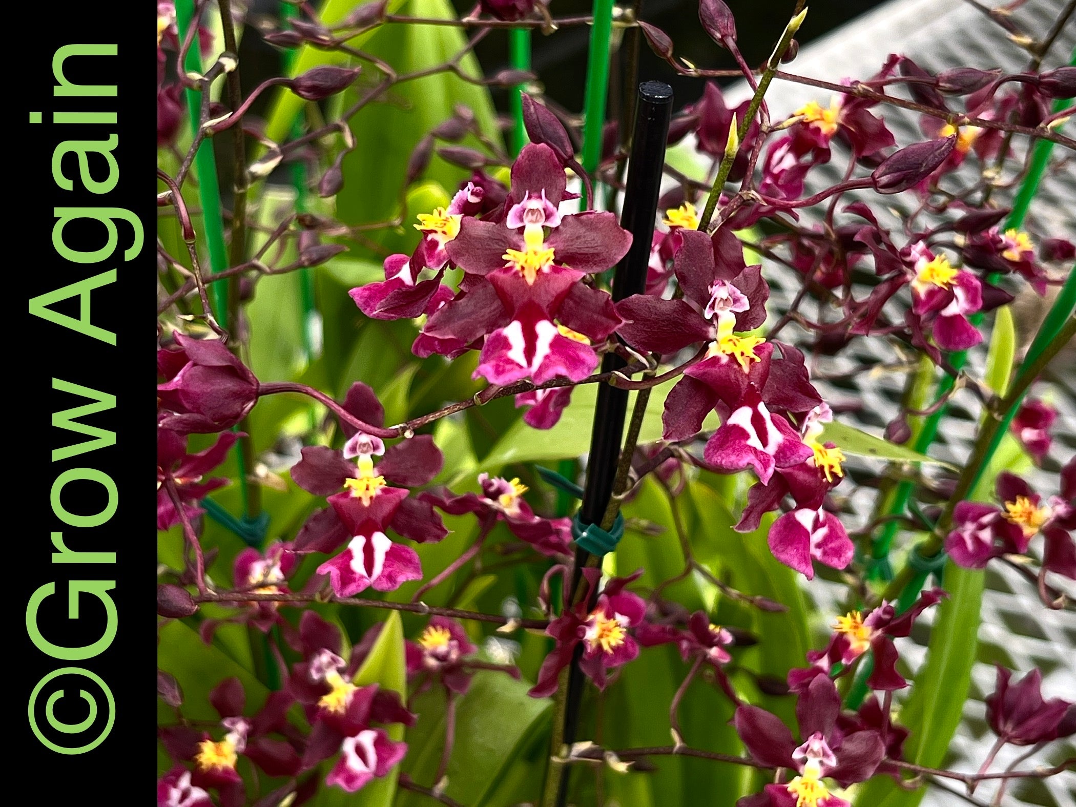 Onc. Tariflor Lady 'Pretty Girl'