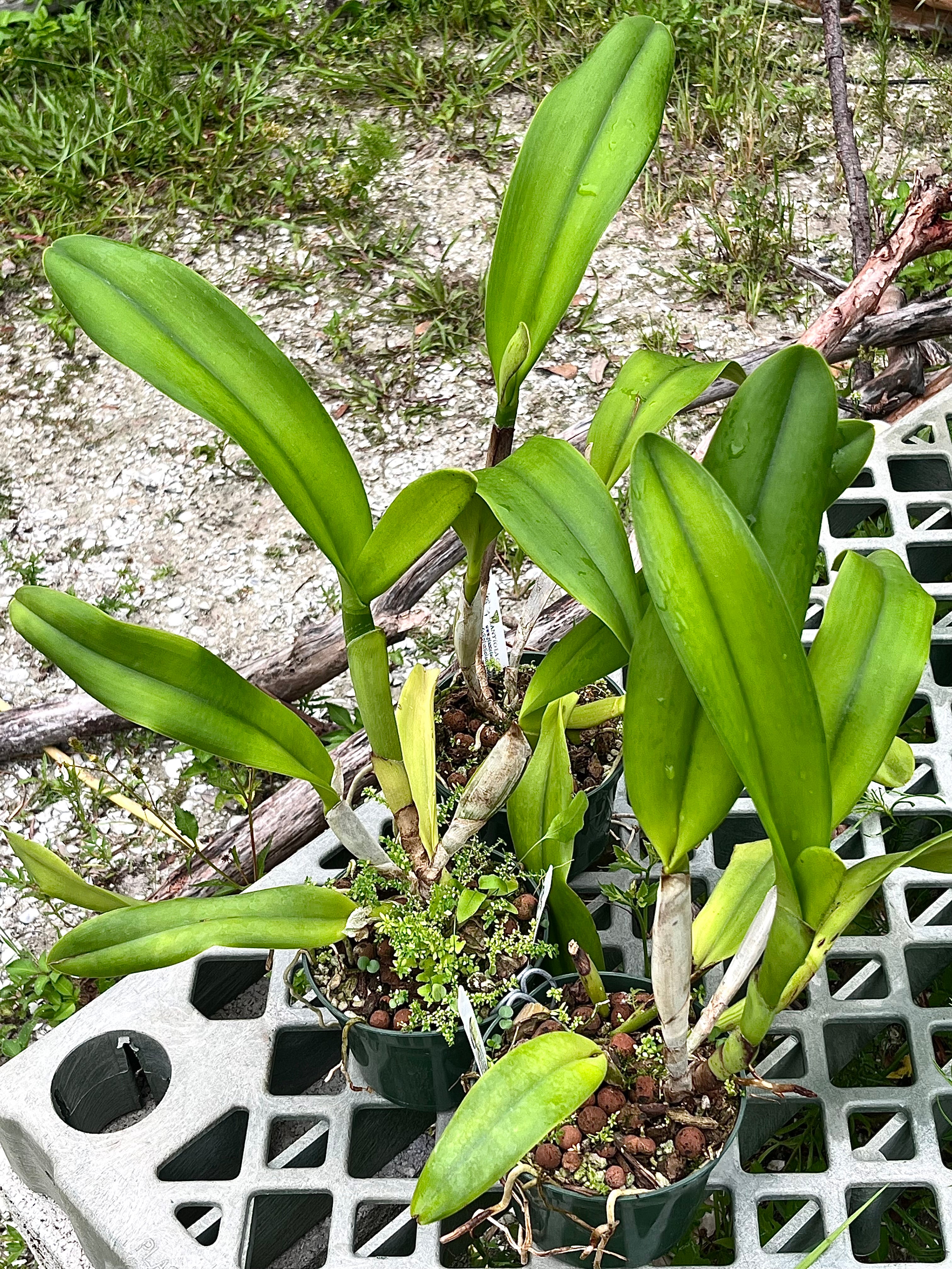 Rlc. Suwannee Delight