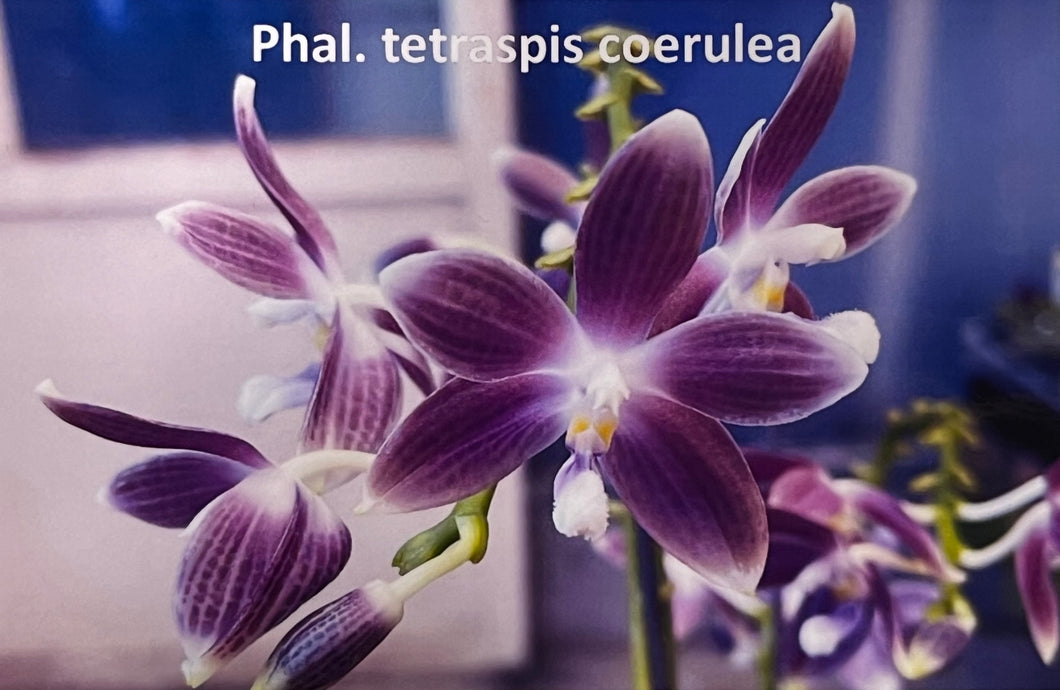 Phalaenopsis Tetraspis coerulea 'Wilson #2'