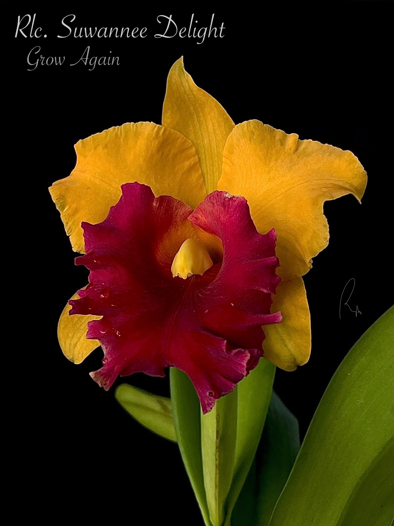 Rlc. Suwannee Delight