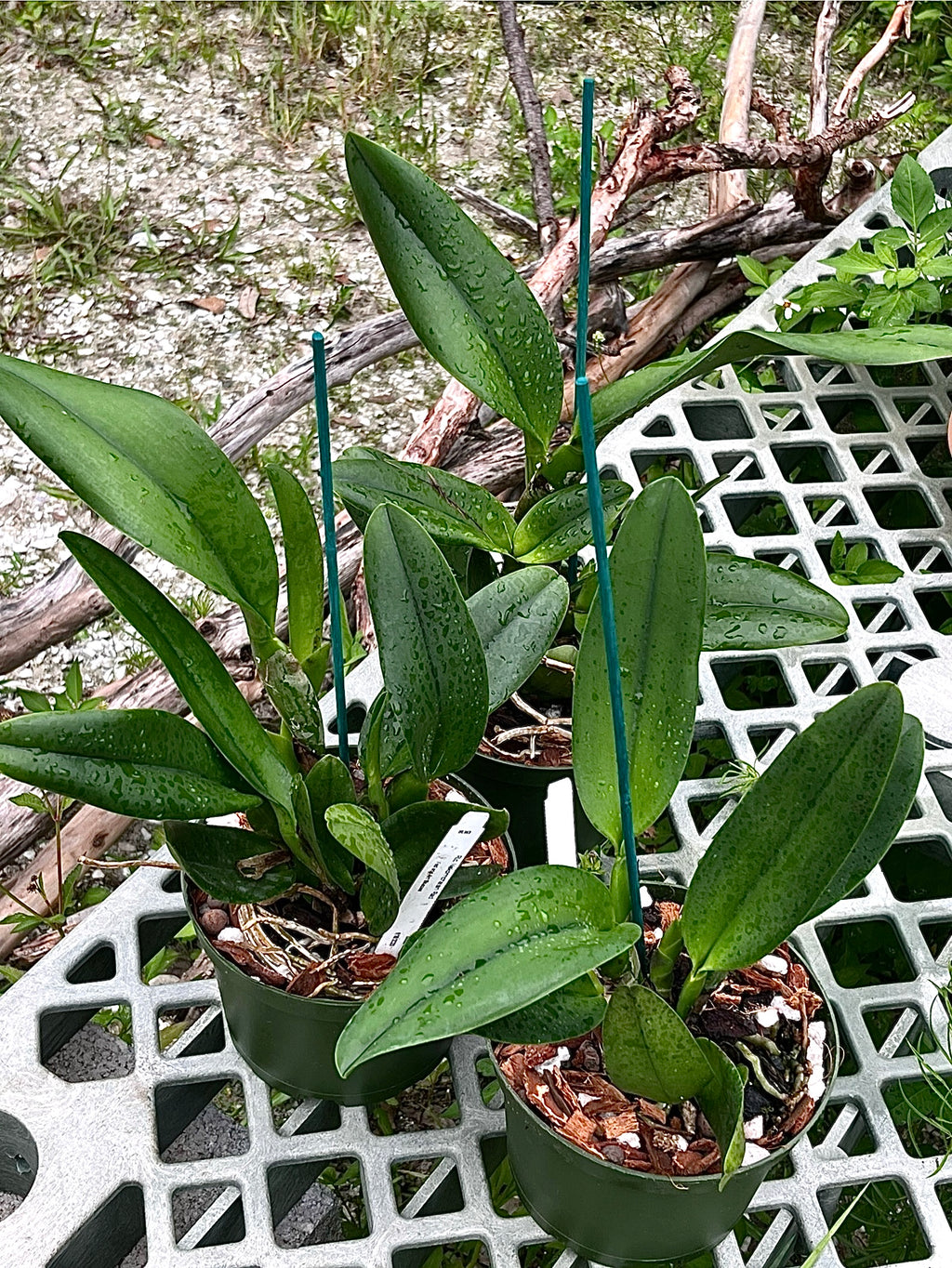 Rlc. Nakornchaisri Red
