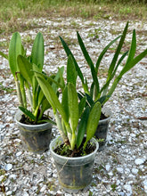 Load image into Gallery viewer, Cattlianthe Tiny Treasure
