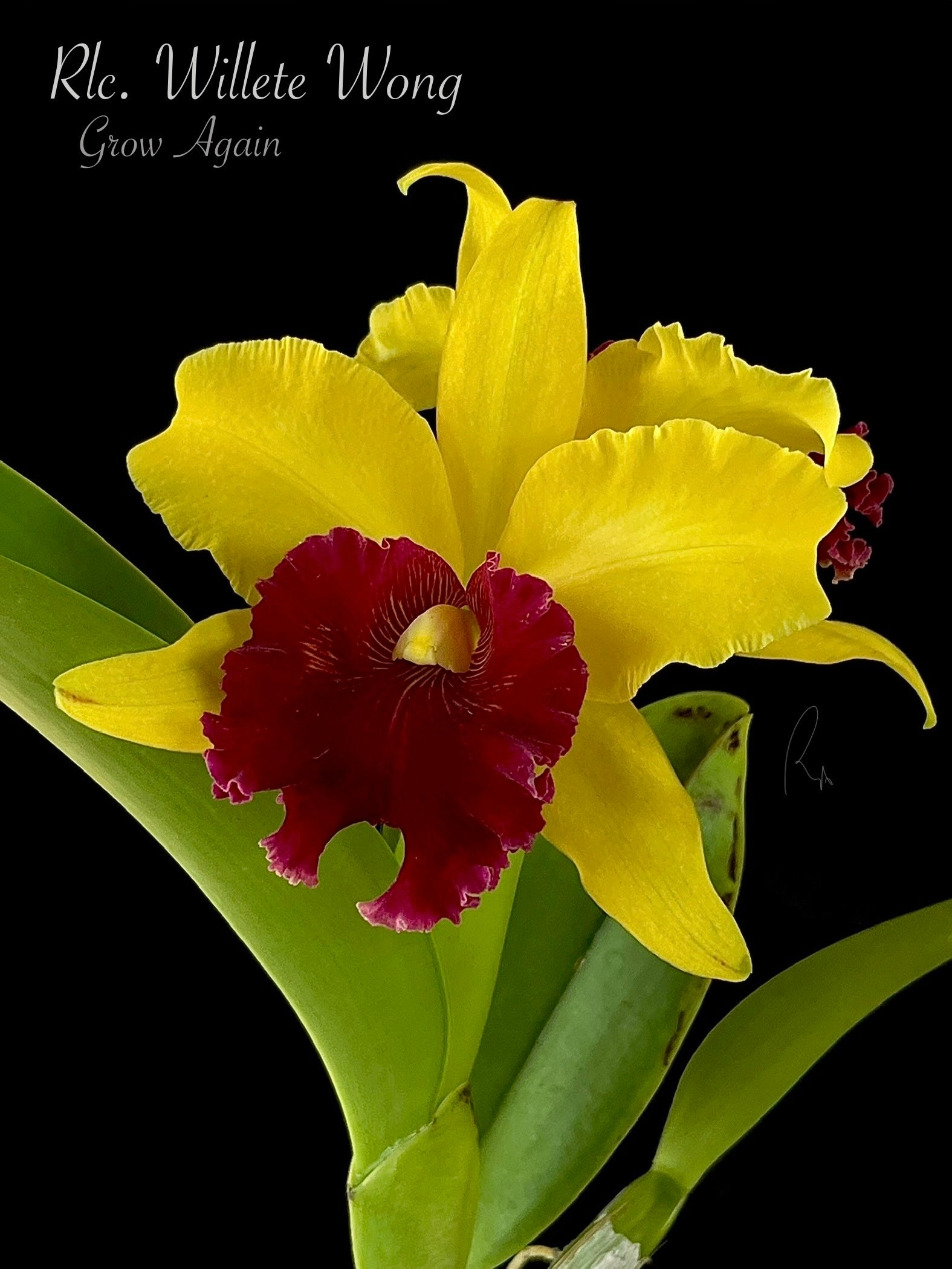 Rlc. Willete Wong