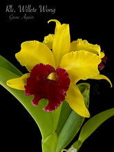 Load image into Gallery viewer, Rlc. Willete Wong
