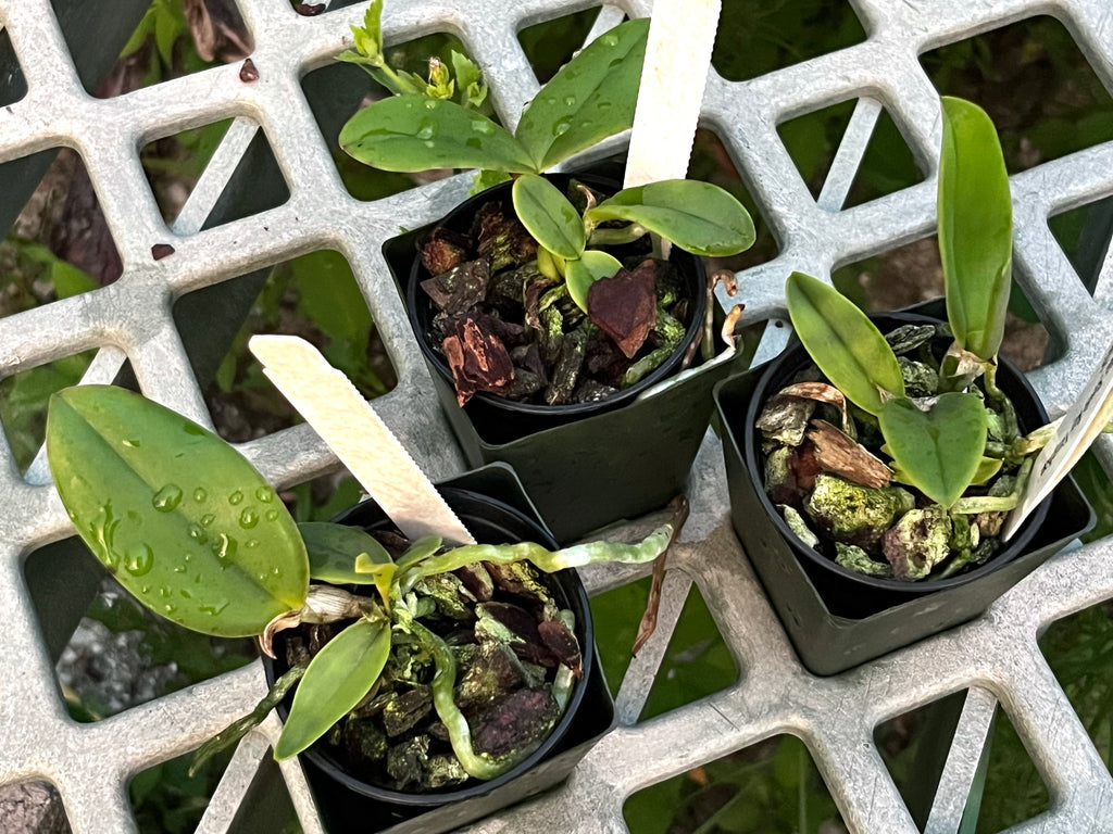 C. Violacea v. coerulea 'S. R. V.' x 'Popa Chubby'
