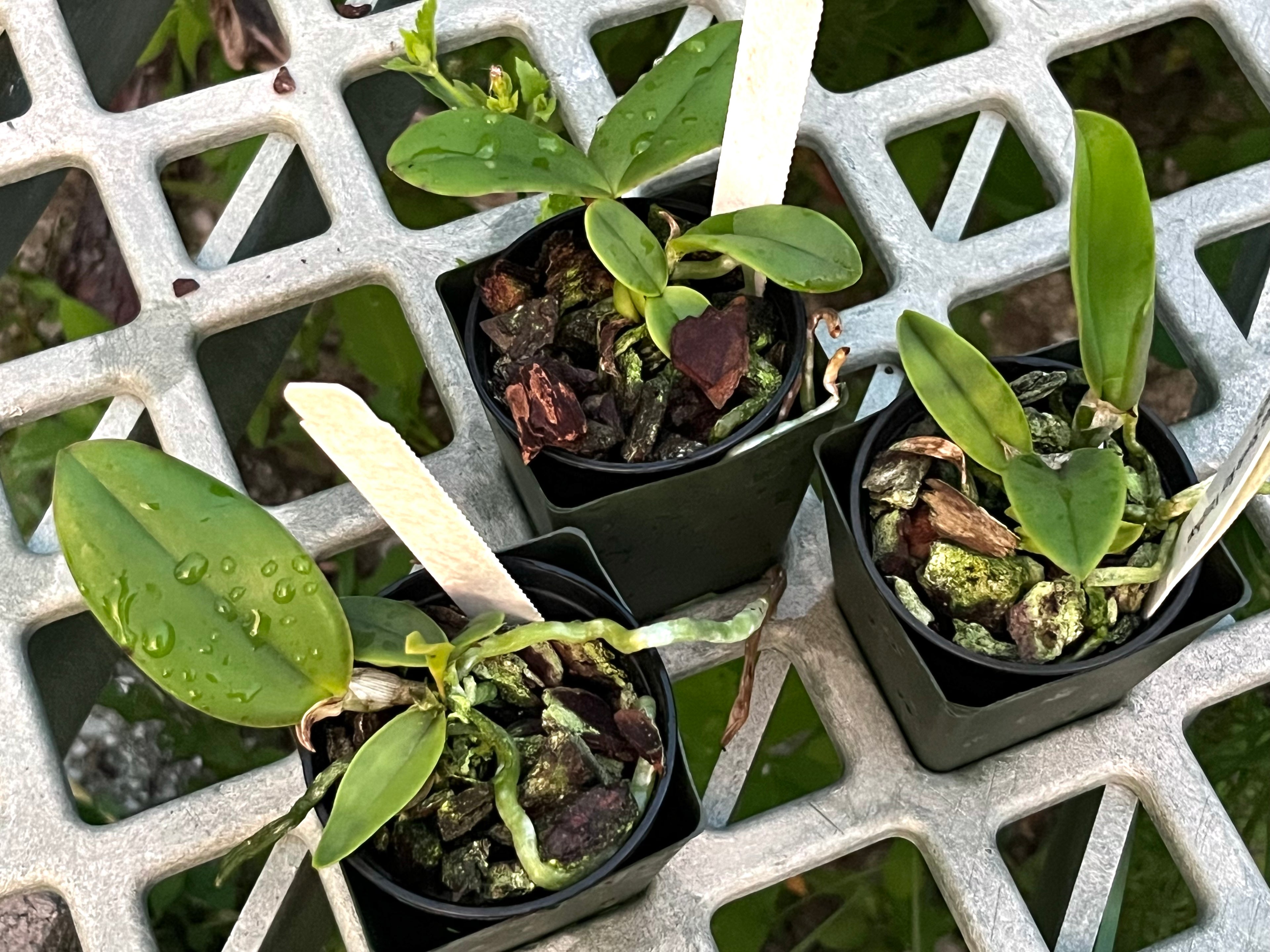 C. Violacea v. coerulea 'S. R. V.' x 'Popa Chubby'