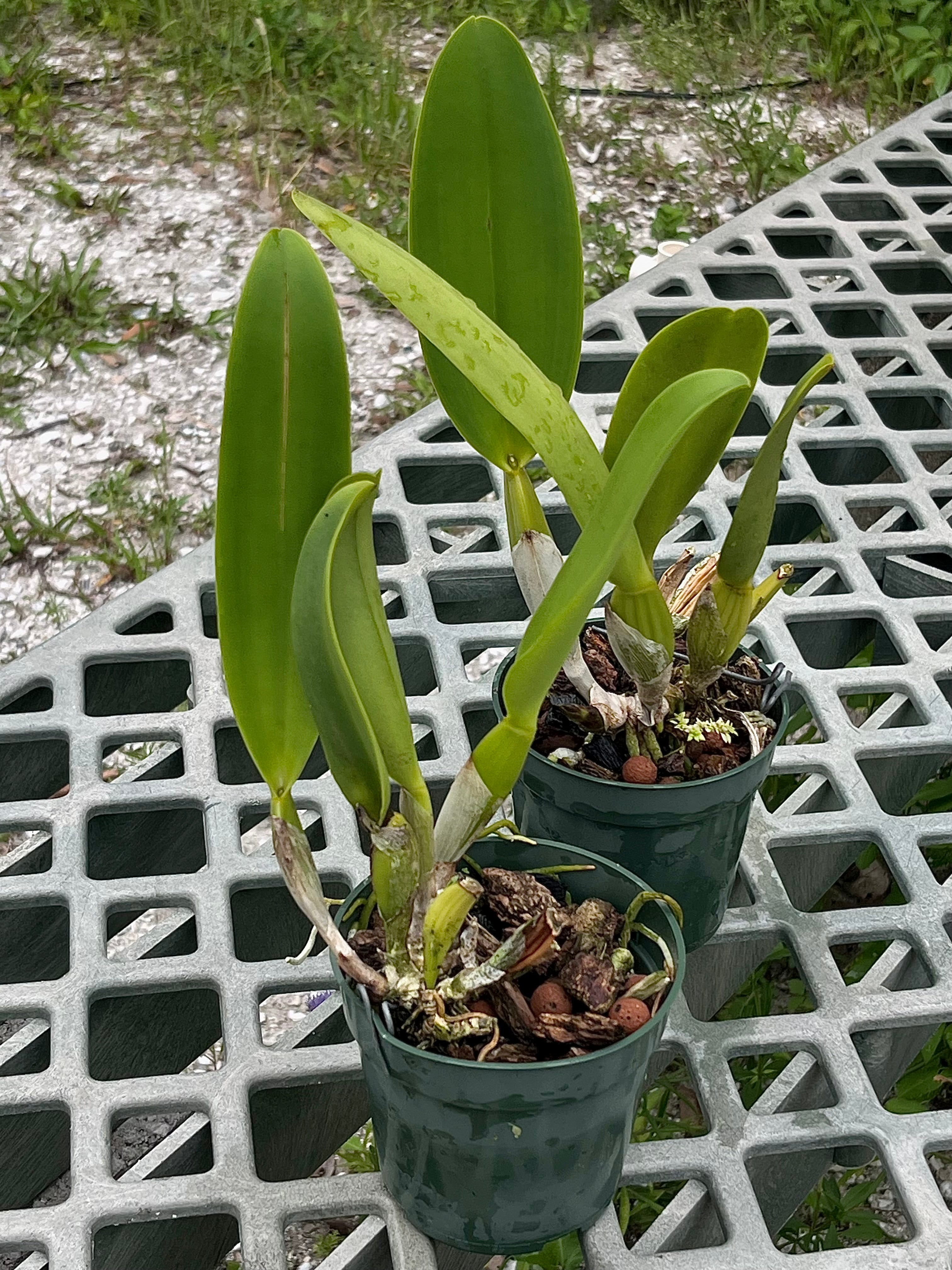 Blc. Sorpresa en Oro 'Maui Glow'