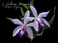 C. Violacea v. coerulea 'S. R. V.' x 'Popa Chubby'