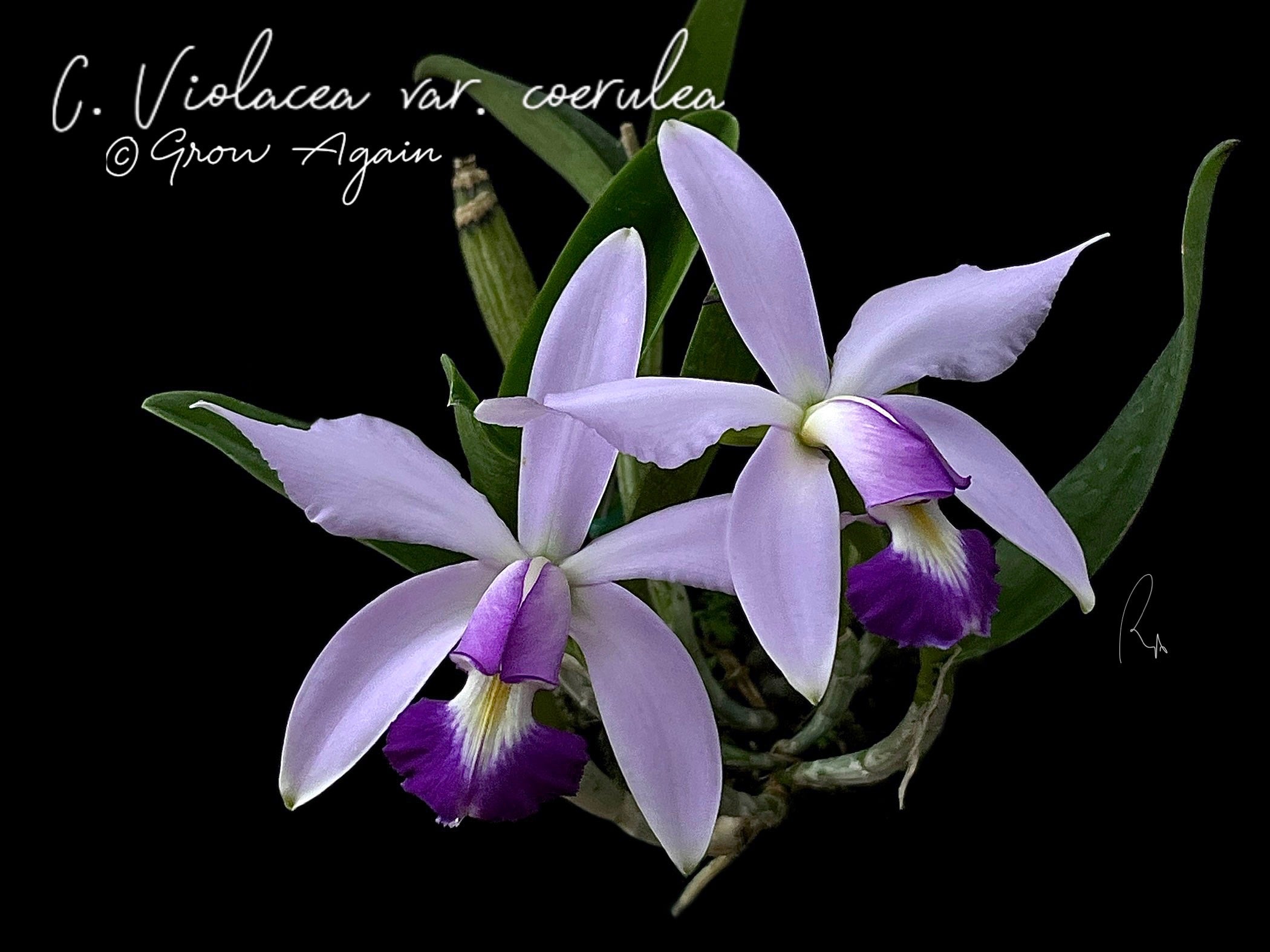 C. Violacea v. coerulea 'S. R. V.' x 'Popa Chubby'