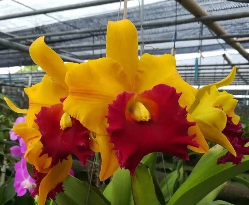 Rlc. Suwannee Delight