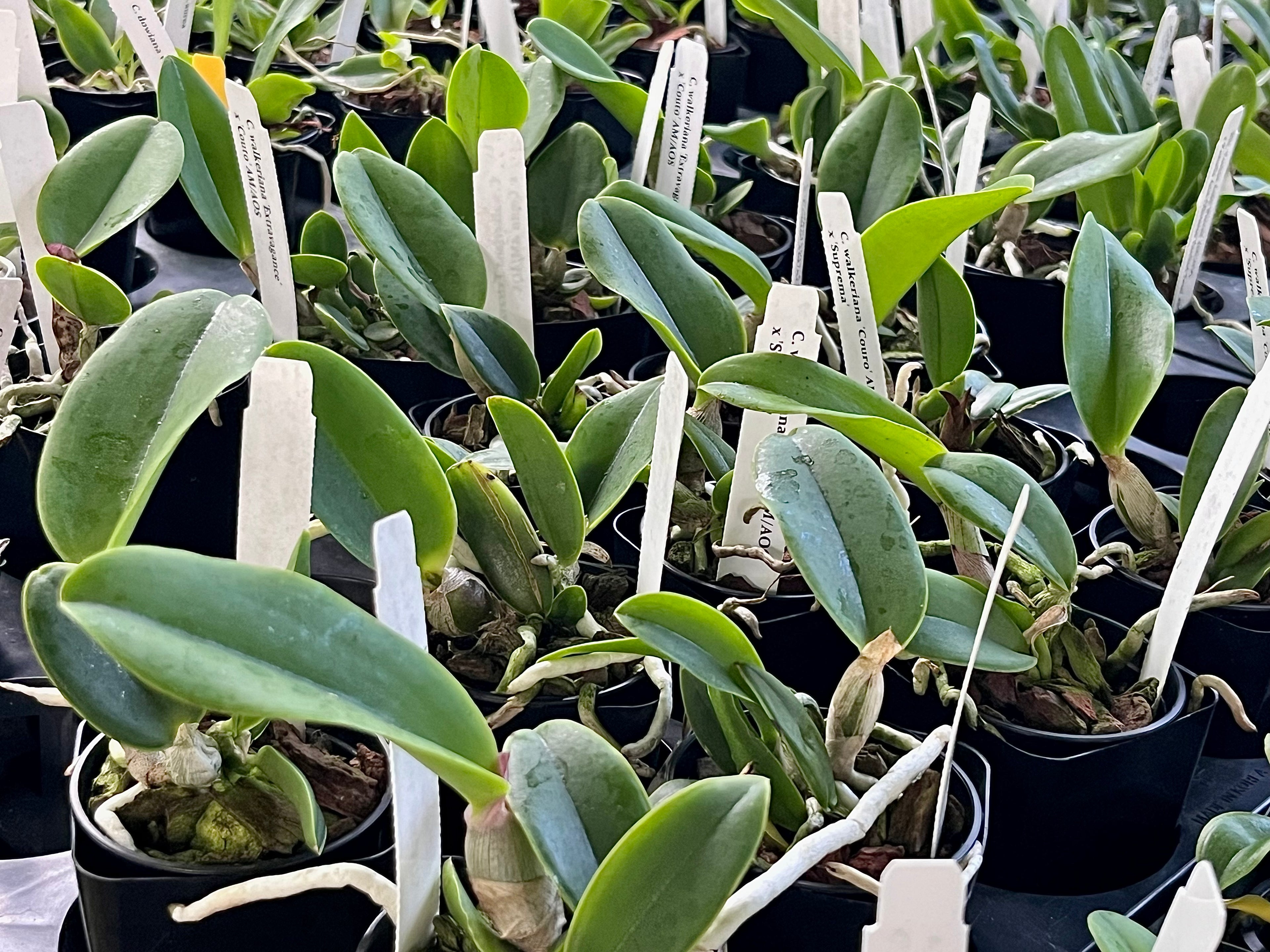 C. Walkeriana 'Couto' AM/AOS x 'Suprema'