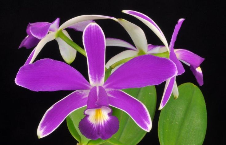 C. Violacea v. flamea 'Nosferatu' AM/AOS x 'Sebastian Ferrell'