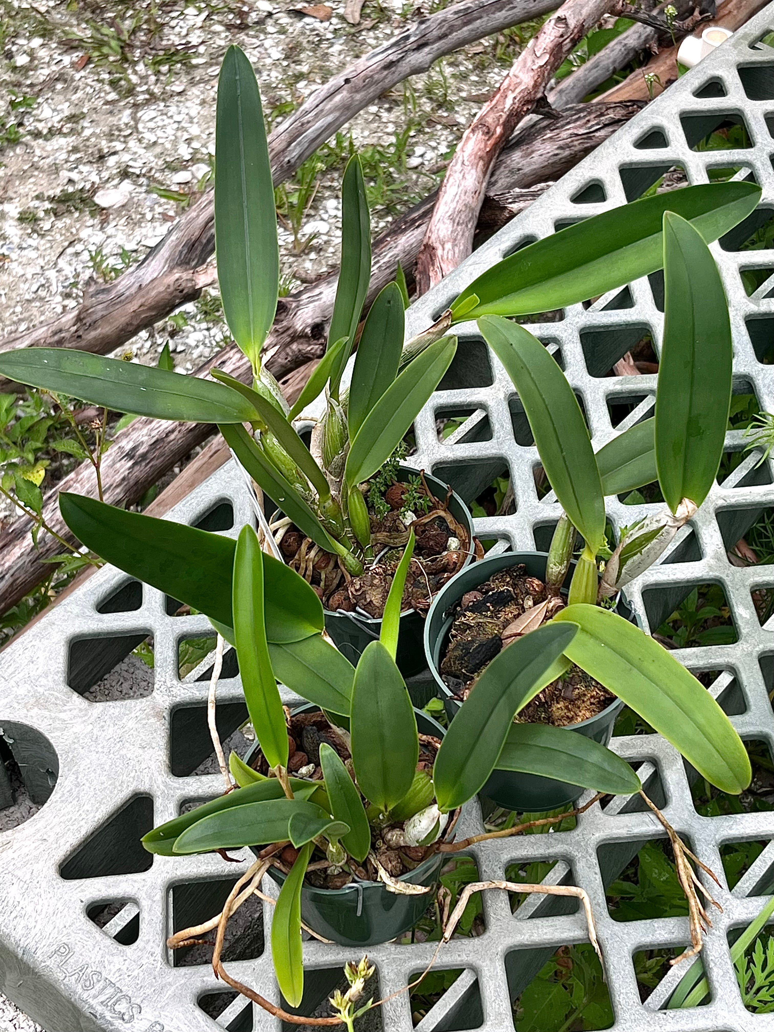 C. Lueddemanniana 'Flojote x Veronica'