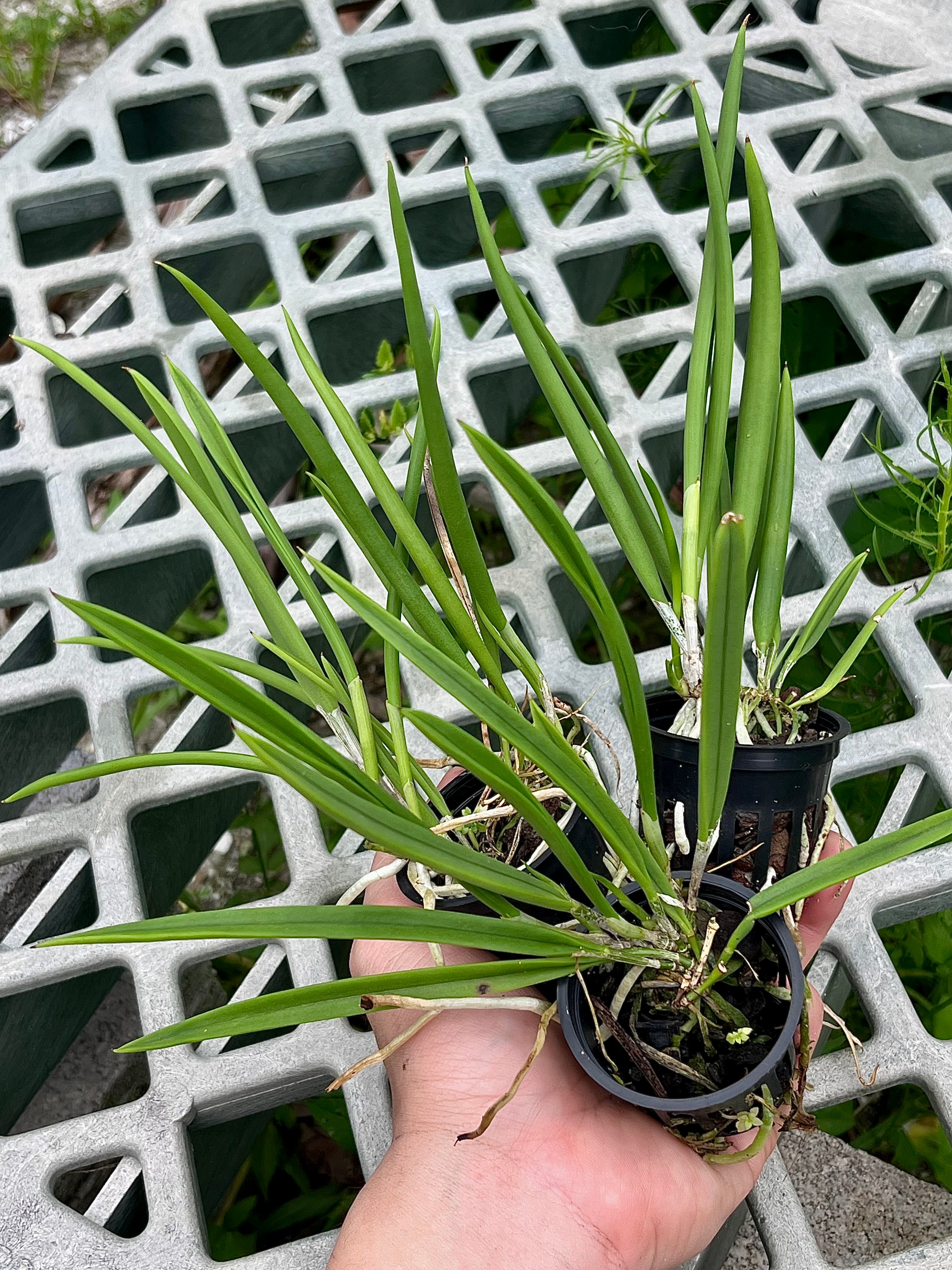 Brassavola Venosa 'Luis M'