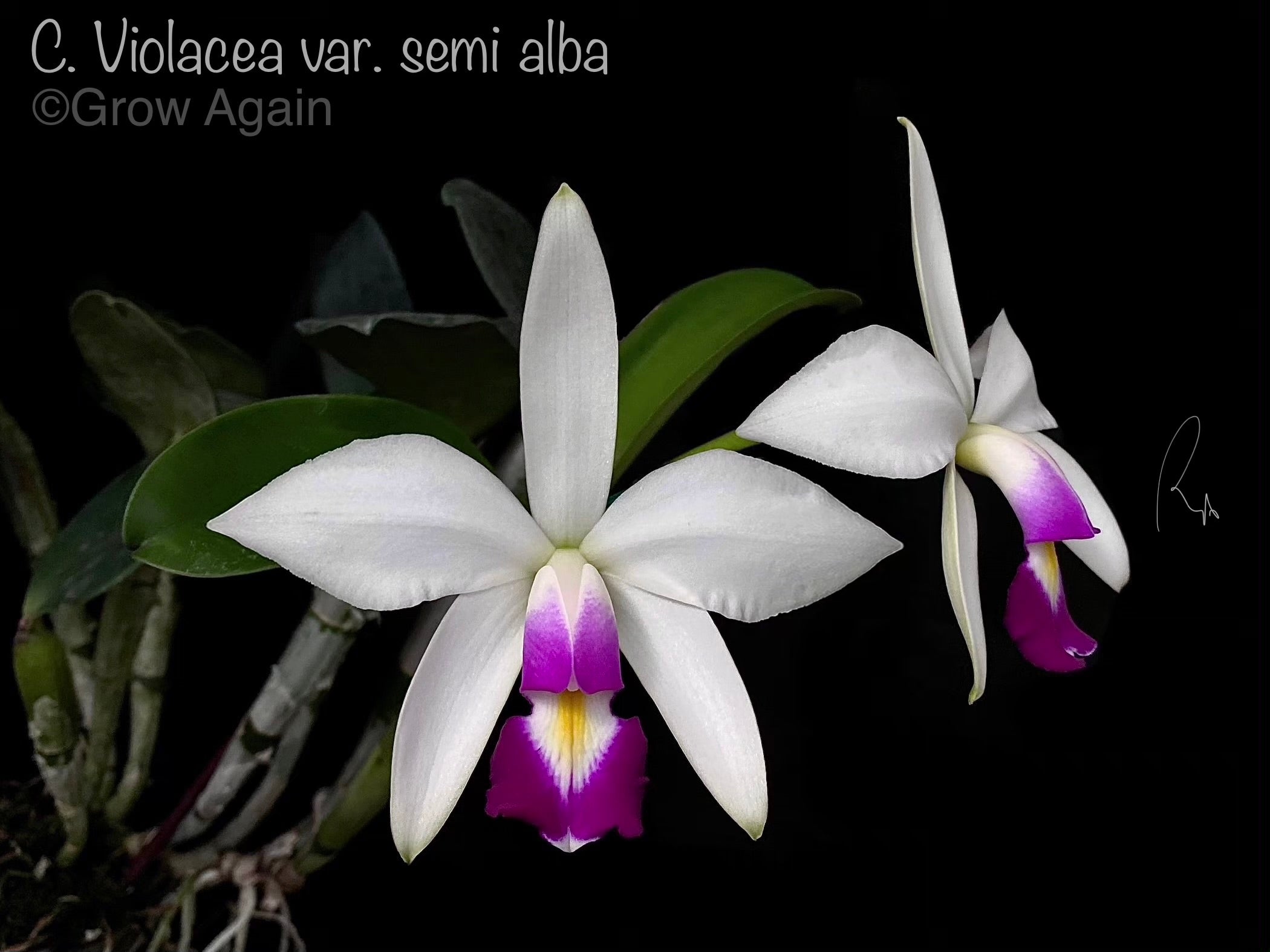 C. Violacea 'Sarasota Splash' x Violacea semi alba
